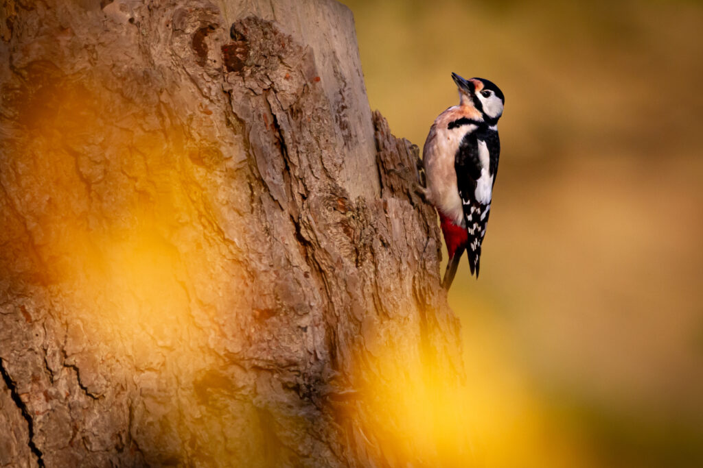 Specht am Baumstamm im Wald
